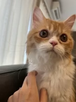 月 様のお迎えした子猫