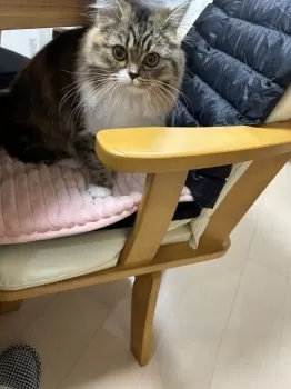 シャンママ 様のお迎えした子猫