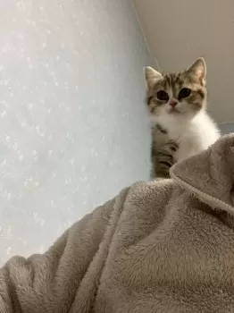 Y.M 様のお迎えした子猫