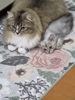 H.U 様のお迎えした子猫