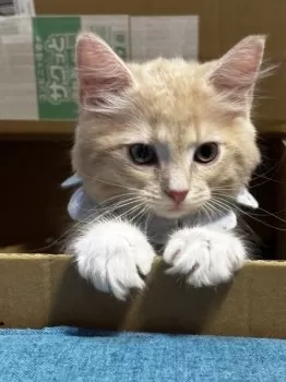 マタカ 様のお迎えした子猫
