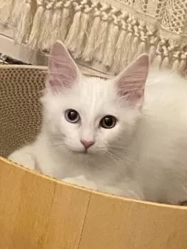 N.H 様のお迎えした子猫