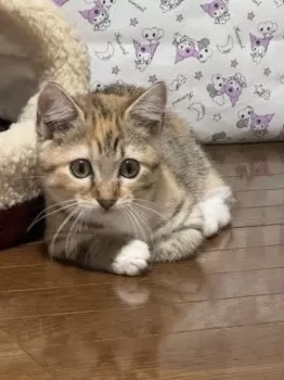 Maco 様のお迎えした子猫