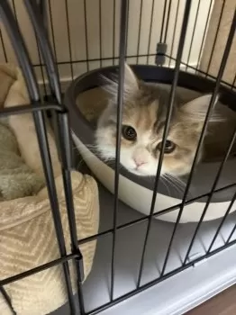 A.T 様のお迎えした子猫