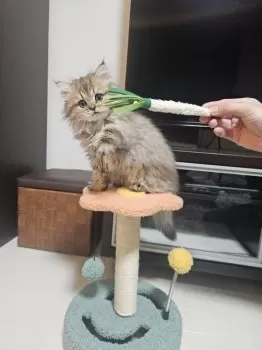 S.B 様のお迎えした子猫