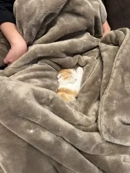 S.H 様のお迎えした子猫