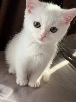 Y.K 様のお迎えした子猫