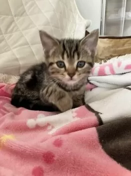 T.T 様のお迎えした子猫