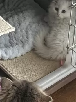 T.H 様のお迎えした子猫