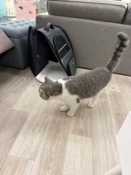 A.K 様のお迎えした子猫