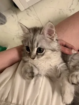 A.S 様のお迎えした子猫