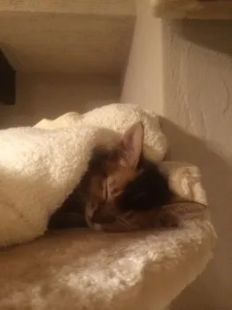 ムー 様のお迎えした子猫