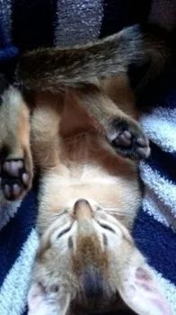 KanaQ 様のお迎えした子猫