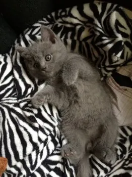 シルバーのママ 様のお迎えした子猫