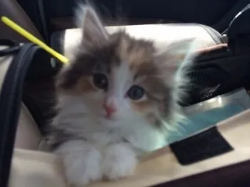 チョッパー 様のお迎えした子猫