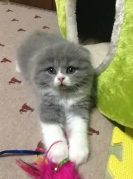 nagano.fam 様のお迎えした子猫