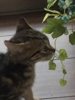 エトワール 様のお迎えした子猫