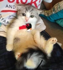 ナイトママ 様のお迎えした子猫