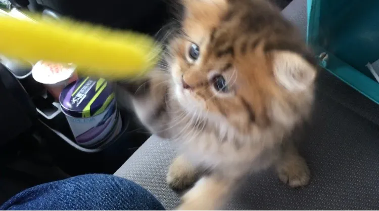 ひろりん 様のお迎えした子猫