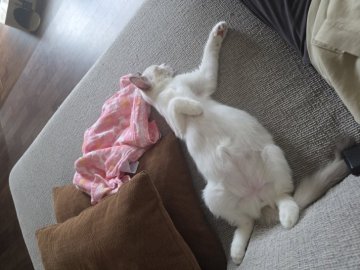 西牧慶子ブリーダーからお迎えしたラグドール