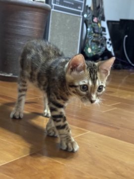 五味春佳ブリーダーからお迎えした