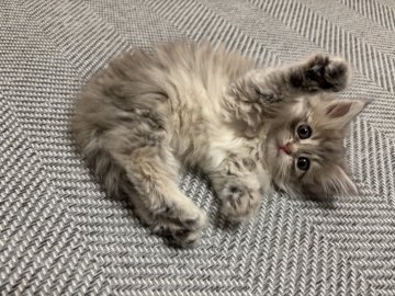 足立三千代ブリーダーからお迎えしたサイベリアンとマンチカンのMIX