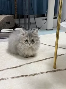 猫清 猫清 猫清 カード検索 ｜ Z/X - Zillions of enemy X - ゼクス公式サイト