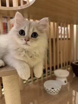 滋賀】桑原 祥吾(くわはら しょうご)ブリーダー｜みんなの子猫ブリーダー