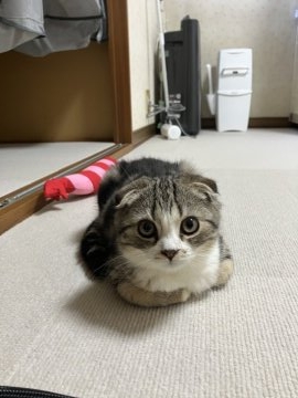 松永洋明ブリーダーからお迎えしたスコティッシュフォールド