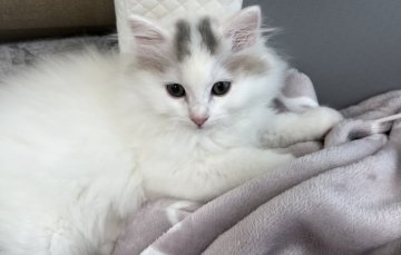 清洋一ブリーダーからお迎えしたミヌエット