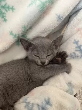 大阪】鮓谷 明弘(すしたに あきひろ)ブリーダー｜みんなの子猫ブリーダー