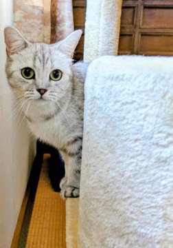 村尾真理子ブリーダーからお迎えしたラガマフィン✖️ブリティッシュ