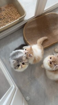 今村希世ブリーダーからお迎えしたエキゾチックショートヘア