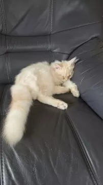 上野淳子ブリーダーの評価一覧(口コミ・評判)【全猫種】｜みんなの子猫