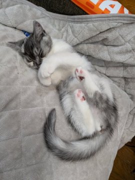 中川眞弓ブリーダーからお迎えしたスコティッシュフォールド