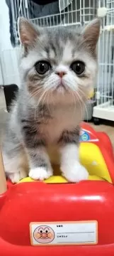 愛知】津田 里子(つだ さとこ)ブリーダー｜みんなの子猫ブリーダー