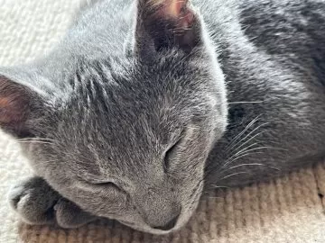 こねこ 鹿児島県でスコティッシュフォールドの子猫を探す｜子猫