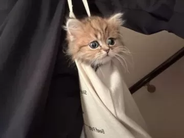 清洋一ブリーダーの評価一覧(口コミ・評判)【全猫種】｜みんなの子猫
