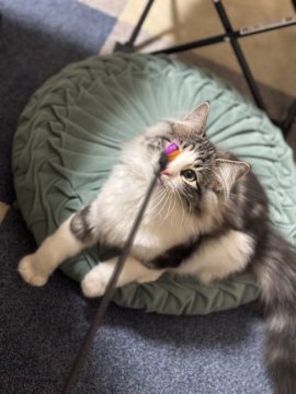 内川愛ブリーダーからお迎えしたノルウェージャンフォレストキャット