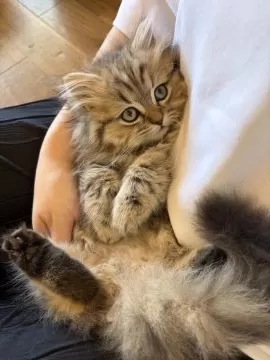 愛知】清 洋一(せい よういち)ブリーダー｜みんなの子猫ブリーダー