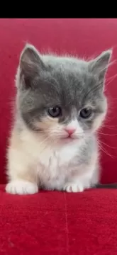 猫美(^-^)/ページ♡︎ 犬に吠えられた…」シワシワ顔でしょんぼりする猫ちゃんに励まし
