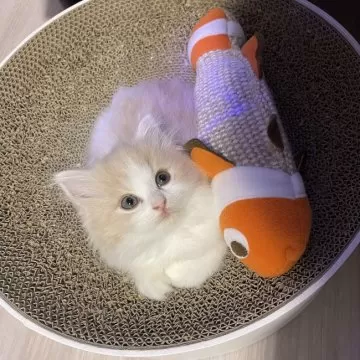猫清さん専用 愛知】清 洋一(せい よういち)ブリーダー｜みんなの子猫ブリーダー