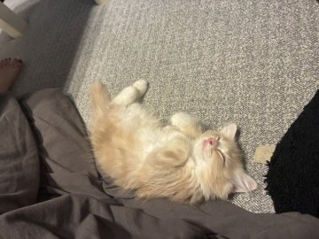 マンチカンの白猫（ホワイト系）の子猫を探す｜ブリーダー直販の子猫
