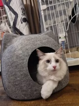 三重】村田 久美(むらた くみ)ブリーダー｜みんなの子猫ブリーダー