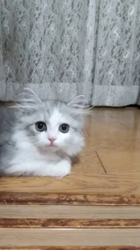 リアン 様のお迎えした子猫