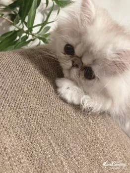 N.H 様のお迎えした子猫