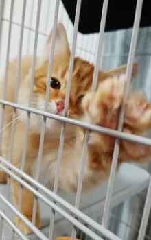 N.H 様のお迎えした子猫