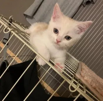 まろたん 様のお迎えした子猫