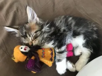 まーしくま 様のお迎えした子猫
