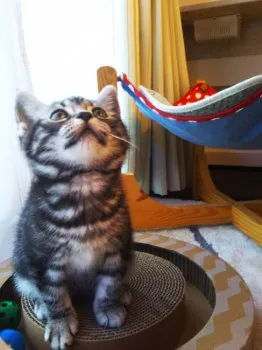 ruru-nekoneko 様のお迎えした子猫